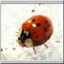 Harmonia axyridis - Asiatischer Marienkaefer 23.jpg